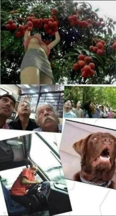 пэрсик.jpg