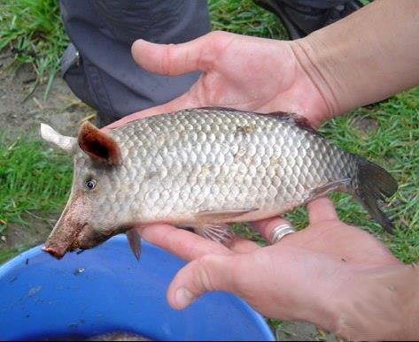 свино-карась.jpg