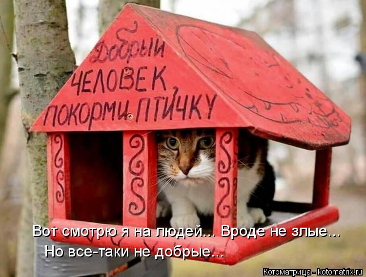 kotomatritsa_i.jpg