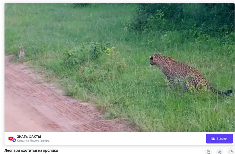 Леопард охотится на кролика.png